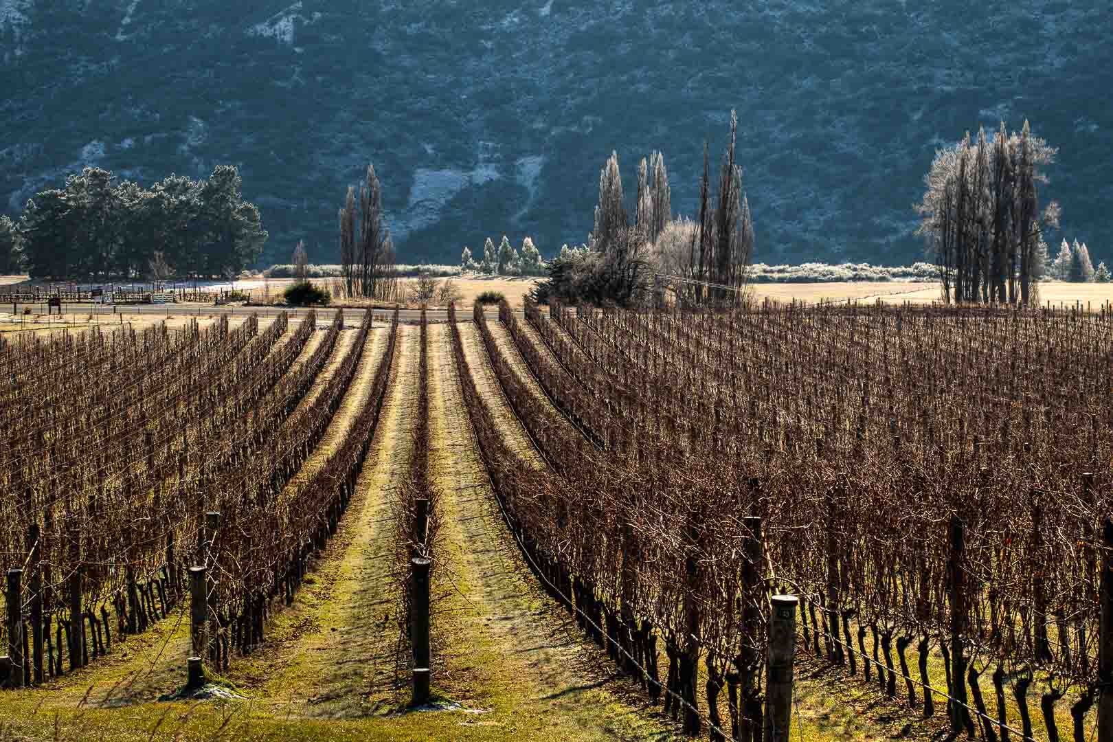 Valli Vineyards, Gibbston, Central Otago, New Zealand